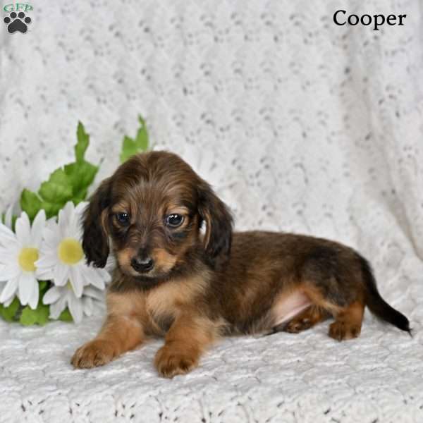 Cooper, Dachshund Puppy