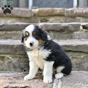 Flora, Australian Shepherd Puppy