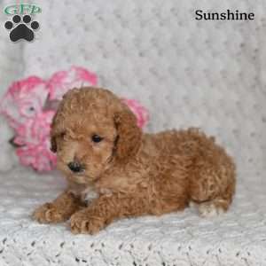 Sunshine, Toy Poodle Puppy