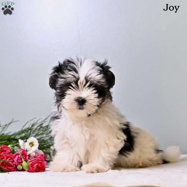 Joy, Morkie / Yorktese Puppy