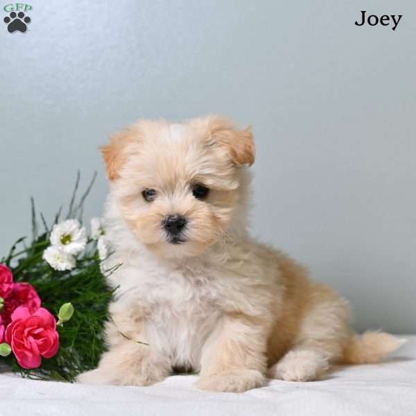 Joey, Morkie / Yorktese Puppy
