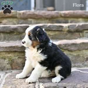 Flora, Australian Shepherd Puppy
