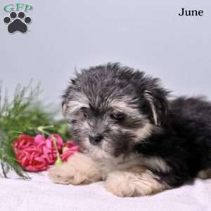 June, Morkie / Yorktese Puppy