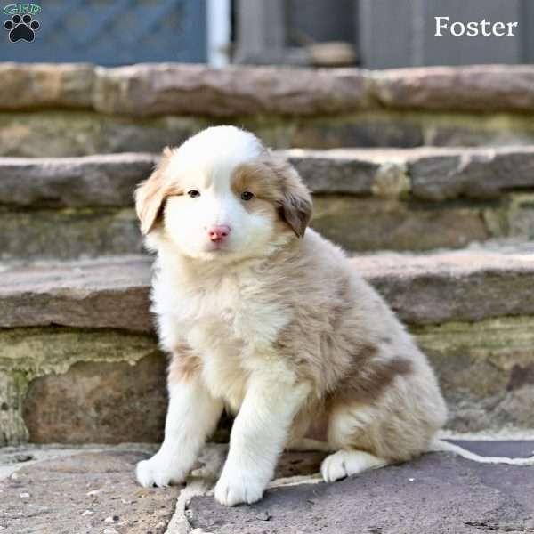 Foster, Australian Shepherd Puppy
