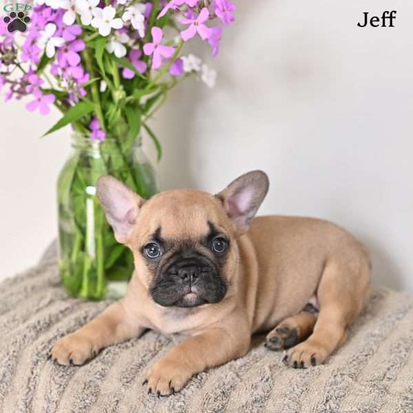Jeff, French Bulldog Puppy