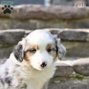 Faith, Australian Shepherd Puppy