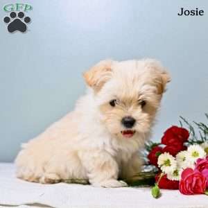 Josie, Morkie / Yorktese Puppy