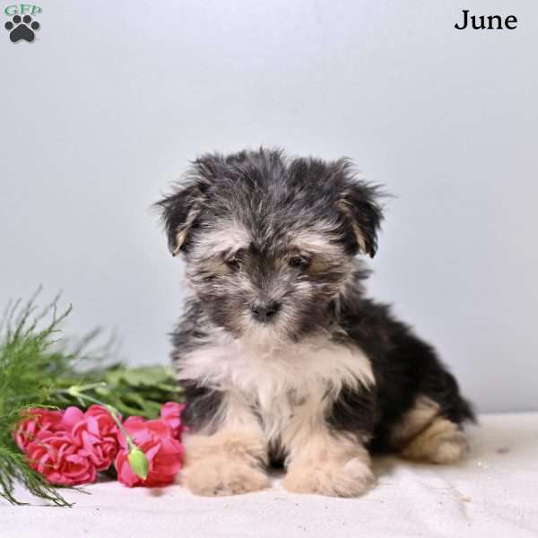 June, Morkie / Yorktese Puppy