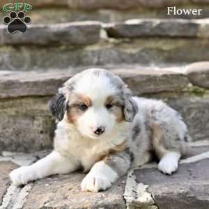 Flower, Australian Shepherd Puppy