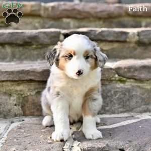 Faith, Australian Shepherd Puppy