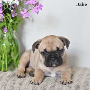 Jake, French Bulldog Puppy