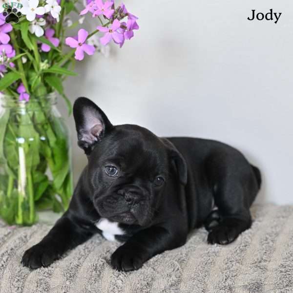 Jody, French Bulldog Puppy