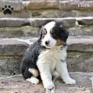 Flora, Australian Shepherd Puppy