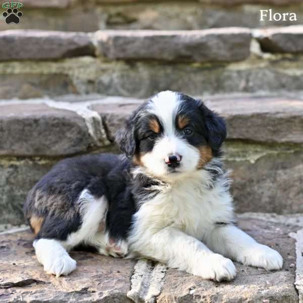 Flora, Australian Shepherd Puppy