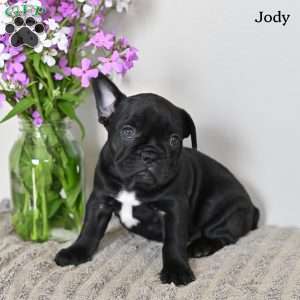 Jody, French Bulldog Puppy