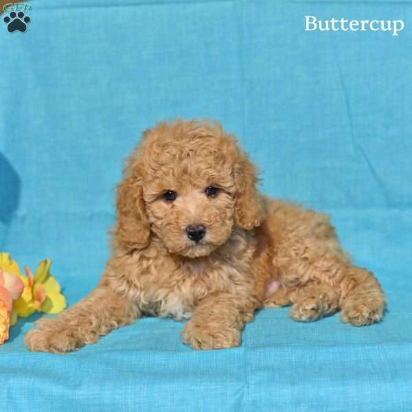 Buttercup, Miniature Poodle Puppy