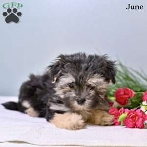 June, Morkie / Yorktese Puppy