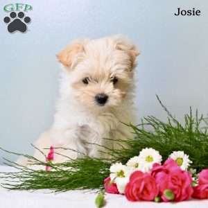 Josie, Morkie / Yorktese Puppy