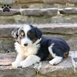Finn, Australian Shepherd Puppy