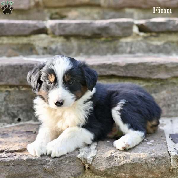 Finn, Australian Shepherd Puppy