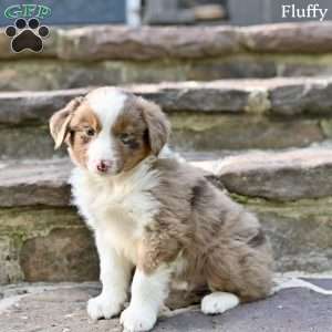 Fluffy, Australian Shepherd Puppy