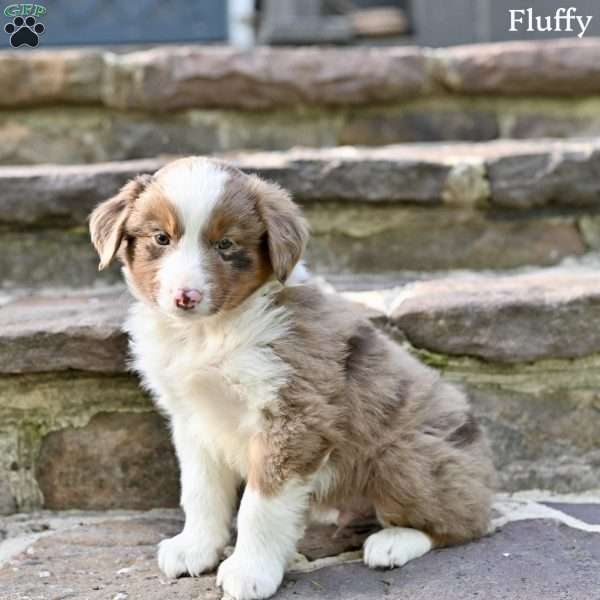 Fluffy, Australian Shepherd Puppy