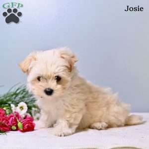 Josie, Morkie / Yorktese Puppy