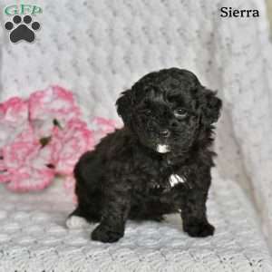 Sierra, Miniature Poodle Puppy