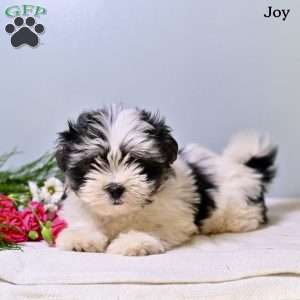 Joy, Morkie / Yorktese Puppy