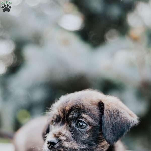 Cooper, Westie Mix Puppy