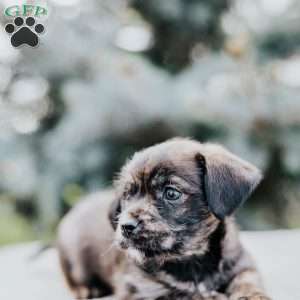 Cooper, Westie Mix Puppy