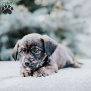 Cooper, Westie Mix Puppy