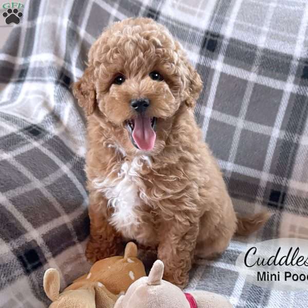 Cuddles, Miniature Poodle Puppy