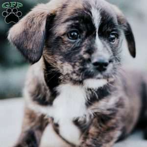 Cuddles, Westie Mix Puppy