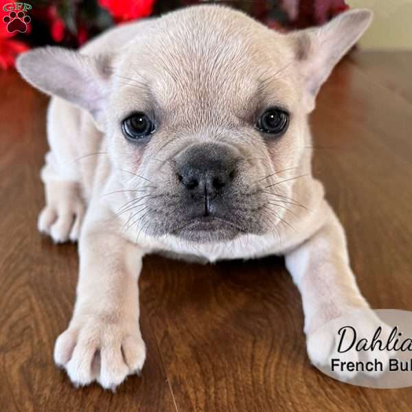 AKC Dahlia, French Bulldog Puppy
