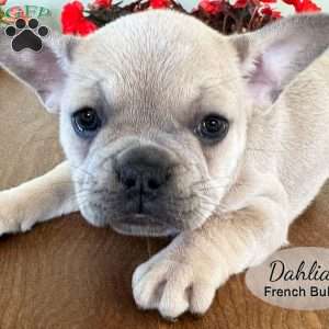 AKC Dahlia, French Bulldog Puppy