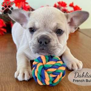 AKC Dahlia, French Bulldog Puppy