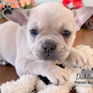 AKC Dahlia, French Bulldog Puppy