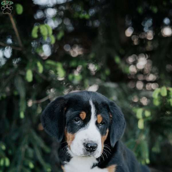 Daisy, Greater Swiss Mountain Dog Puppy
