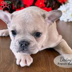 AKC Daisy, French Bulldog Puppy