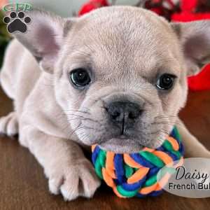 AKC Daisy, French Bulldog Puppy