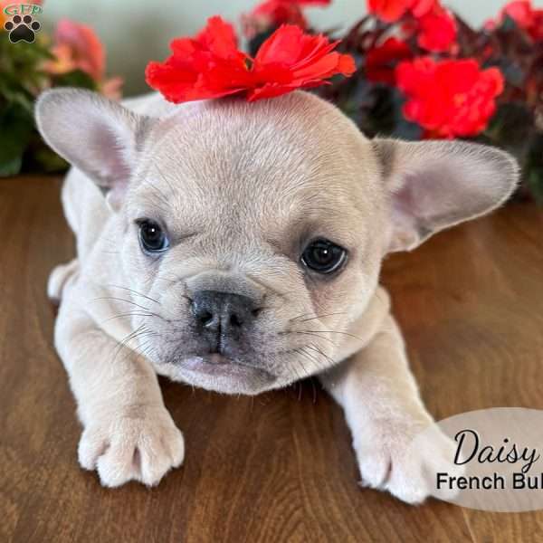 AKC Daisy, French Bulldog Puppy