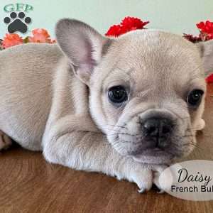 AKC Daisy, French Bulldog Puppy