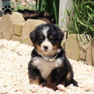 Darcy, Bernese Mountain Dog Puppy