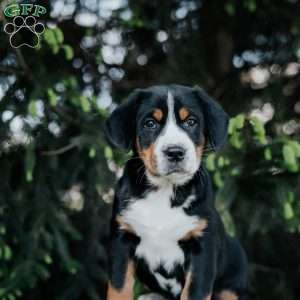 Darla, Greater Swiss Mountain Dog Puppy