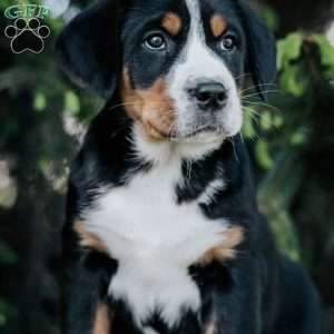 Darla, Greater Swiss Mountain Dog Puppy