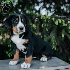 Darla, Greater Swiss Mountain Dog Puppy