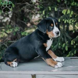 Darla, Greater Swiss Mountain Dog Puppy