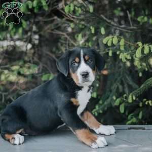 Darla, Greater Swiss Mountain Dog Puppy