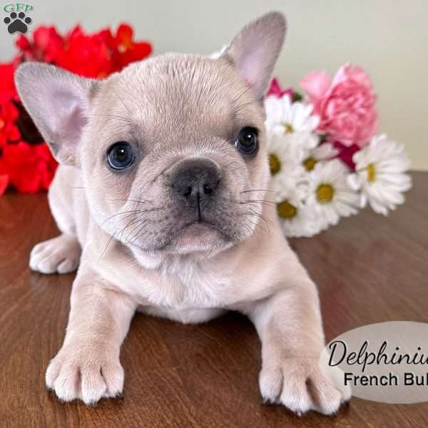 AKC Delphinium, French Bulldog Puppy